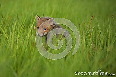 Red fox baby crawls in the grass Stock Photo