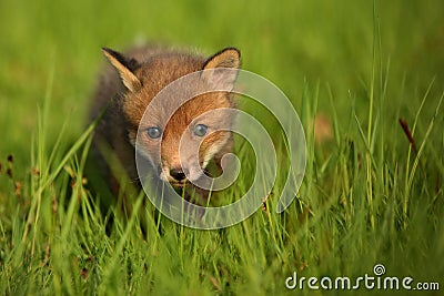 Red fox baby crawls in the grass Stock Photo