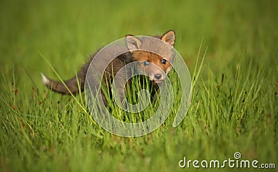 Red fox baby crawls in the grass Stock Photo