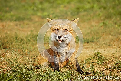 A close up of a Red Fox in the grass Stock Photo