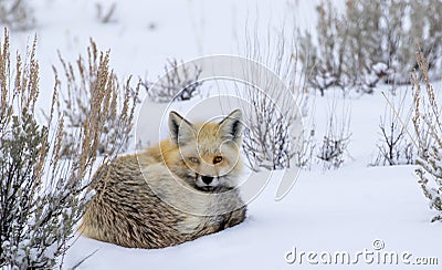 Red fox curled in snow staring Stock Photo