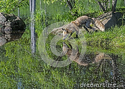 A Red Fox drinks from a clear cold lake showing his mirror image. Stock Photo