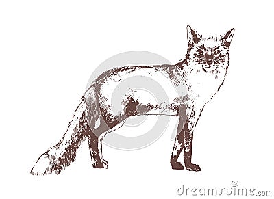 Red fox hand drawn with contour lines on white background. Beautiful realistic elegant drawing of forest omnivorous Vector Illustration