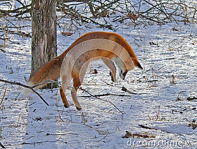 Red Fox is Hunting 1 Stock Photo