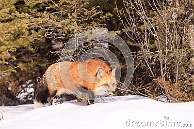 Red fox hunting prey Stock Photo