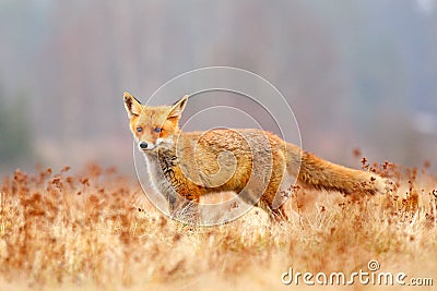 Red Fox hunting, Vulpes vulpes, wildlife scene from Europe. Orange fur coat animal in the nature habitat. Fox on the green forest Stock Photo