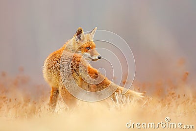 Red Fox hunting, Vulpes vulpes, wildlife scene from Europe. Orange fur coat animal in the nature habitat. Fox on the green forest Stock Photo