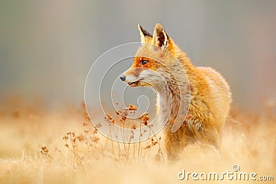 Red Fox hunting, Vulpes vulpes, wildlife scene from Europe. Orange fur coat animal in the nature habitat. Fox on the green forest Stock Photo