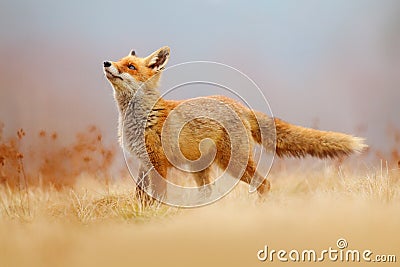 Red Fox hunting, Vulpes vulpes, wildlife scene from Europe. Orange fur coat animal in the nature habitat. Fox on the green forest Stock Photo