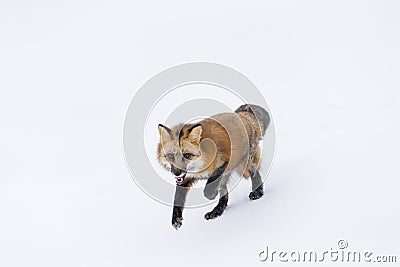 Red Fox In The Snow Stock Photo