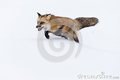 Red Fox In The Snow Stock Photo