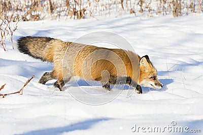Red fox intent on catching prey Stock Photo