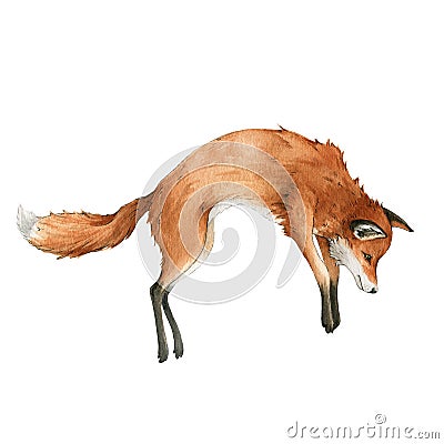 Red fox jump animal. Watercolor illustration. Wild cute hunting fox. Wildlife furry animal with red fur and black paws Cartoon Illustration