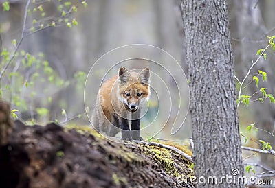 A Red fox kit Vulpes vulpes standing on top of a mossy log deep in the forest in early spring in Canada Stock Photo