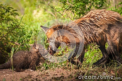 Red Fox Kit Vulpes vulpes Sniffs at Meat Held by Vixen Stock Photo