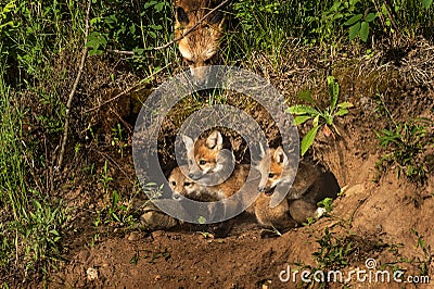 Red Fox Kits in Den (Vulpes vulpes) Mother Watching from Above Stock Photo