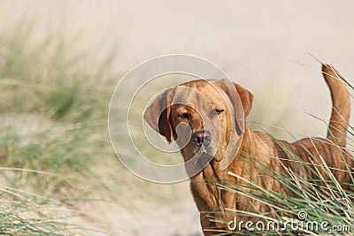 Red Fox Labrador Retriever looking over the dune-grass at North Sea Beach of the ilse of Vlieland Stock Photo