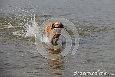 Red Fox Labrador Retriver retrieves dummy from lake Stock Photo