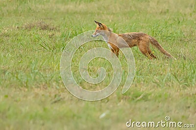 Red fox lurking Stock Photo