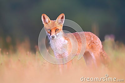 Red fox on a meadow looking attentively with blurred green background Stock Photo