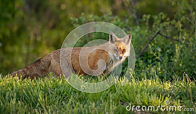 A Red Fox in New Jersey Stock Photo