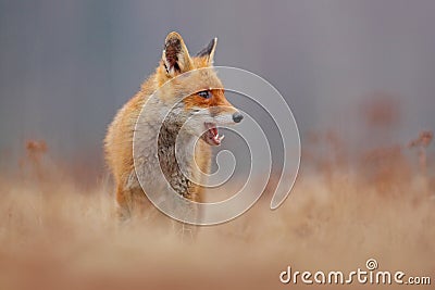 Red fox with open muzzle. Cute Red Fox, Vulpes vulpes, on the meadow. Beautiful animal in the nature habitat. Orange fox, detail Stock Photo