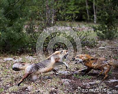 Red Fox Photo Stock. Fox Image. Foxes dancing, playing, fighting, rival, interacting with a behaviour of conflict in their Stock Photo