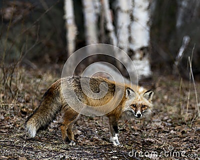 Red Fox Photo Stock. Unique fox close-up profile side view in the spring season in its environment and habitat with blur forest Stock Photo