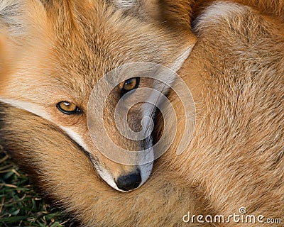 Red Fox portrait Stock Photo