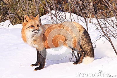 Red fox portrait Stock Photo