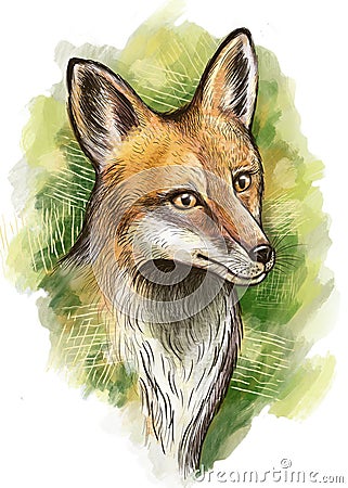 Red fox portrait Stock Photo