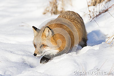 Red fox on prowl Stock Photo