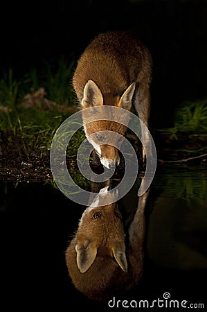 Red fox reflection - Vulpes vulpes Stock Photo