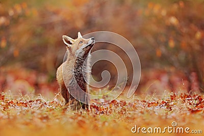 Red fox running on orange autumn leaves. Cute Red Fox, Vulpes vulpes in fall forest. Beautiful animal in the nature habitat. Stock Photo