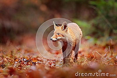 Red fox running on orange autumn leaves. Cute Red Fox, Vulpes vulpes in fall forest. Beautiful animal in the nature habitat. Stock Photo