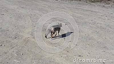 Red fox Stock Photo