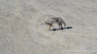 Red fox Stock Photo