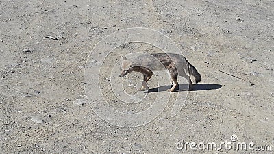 Red fox Stock Photo