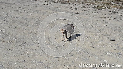 Red fox Stock Photo