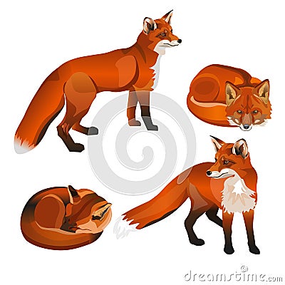 Red fox set Vector Illustration