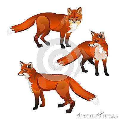 Red fox set Vector Illustration