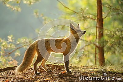 Red fox from side view in beauty backlight in autumn forest Stock Photo