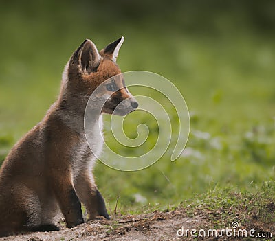 Red fox sits on the grass and looks at the sun.Realistic 3D render of a cheerful and adorable fox with a mischievous grin Cartoon Illustration