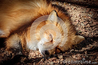 Red Fox Sleeping in the Sun Stock Photo