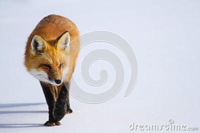 Red Fox in Snow Stock Photo