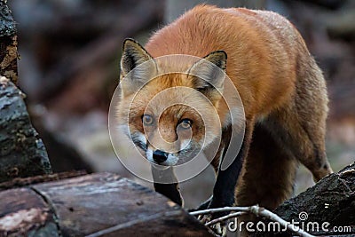 Red Fox Stalking Stock Photo