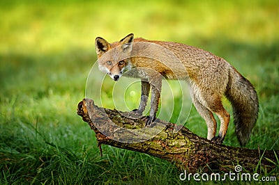 Red fox standing on tree trunk Stock Photo