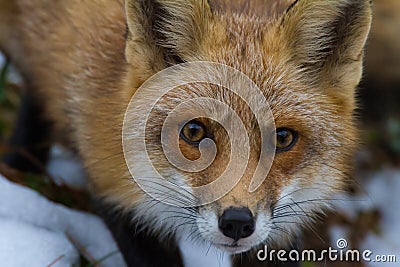 Red Fox stare Stock Photo