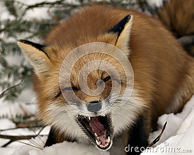 Red Fox Stock Photos. Red fox head shot with open mouth, displaying canine teeth, tongue, fox fur in the winter season in its Stock Photo