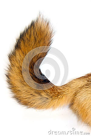 Red Fox tail Stock Photo